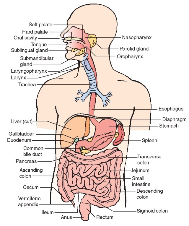 5NO749 QQI Level 5 Respiratory & Cardiovascular Systems Assignment: COVID-19, Breathing Mechanisms, and Pulmonary Circulation