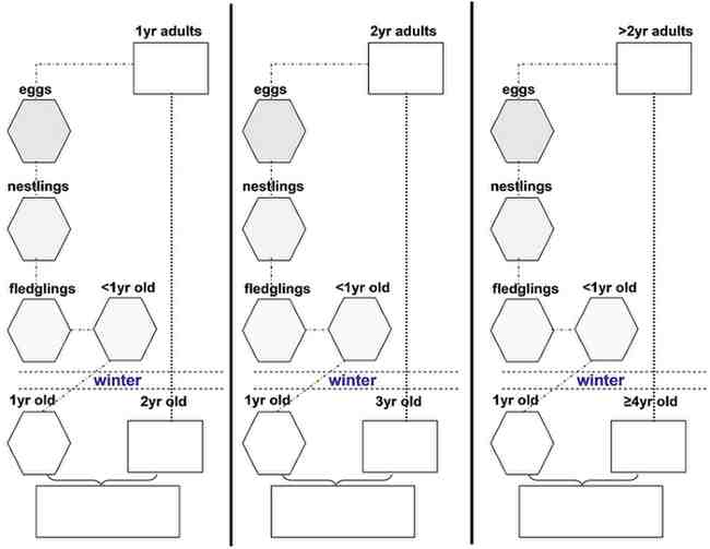 ENVB 30030 Ecology and its application: Population Ecology Practical Assignment Questions 2026 | UCD